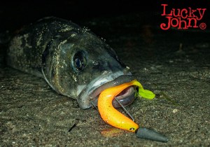 BASARA-3D-SOFT-SEABASS-1