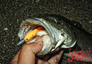 BASARA-3D-SOFT-SEABASS-2