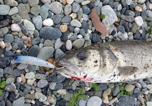 Ryuji-Komodo-9cm-13gr-0