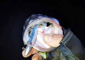 curvy-shad-seabass-2