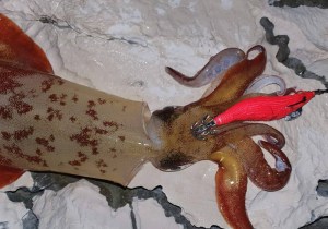 dtd-full-color-oita-2