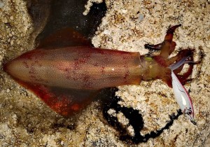 dtd-white-killer-ballistic-2