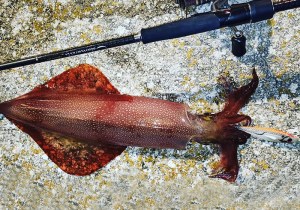 dtd-white-killer-ballistic-3