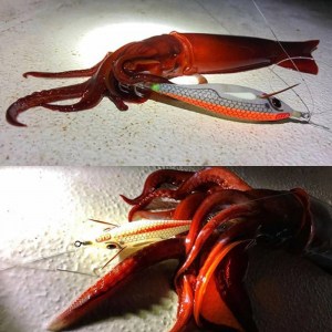 dtd-white-killer-buvka-8