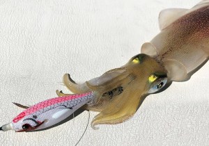 dtd-white-killer-buvka-9