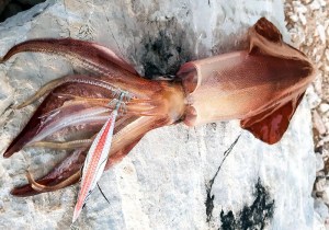 dtd-white-killer-egi-3