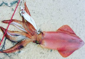 dtd-white-killer-egi-4