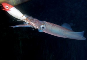 full-flash-glavoc-cover-21